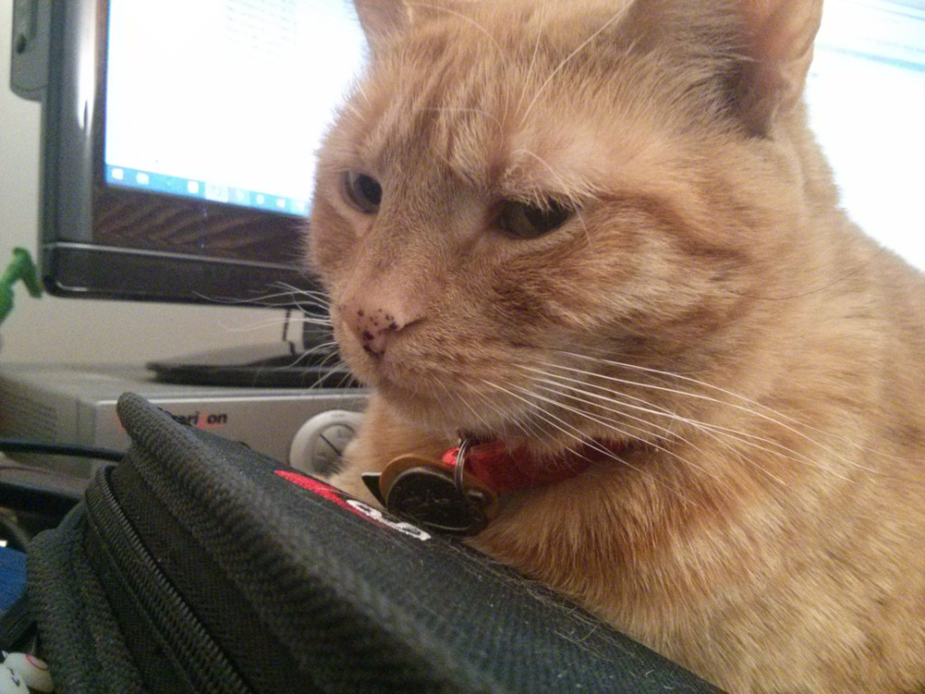 Cat 1