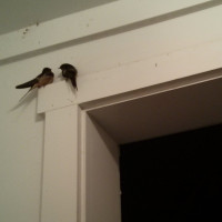 Barn Swallows