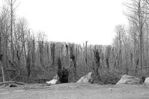 Trees 1-Year Later (C. Brown [CC-BY-SA-2.5])