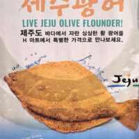 Live Flounder