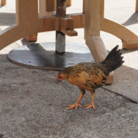 Chicken #1