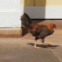 Chicken #2