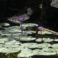 Lilies