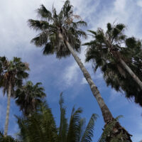 Palms