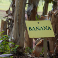 BANANA