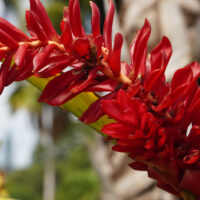 Red Plant Thing