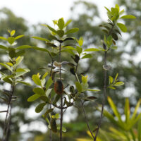 Plants