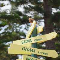 Bird Sign