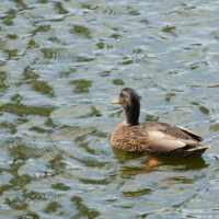 Just Ducky