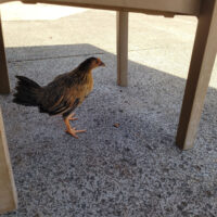 Chicken #3