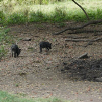 Piggies