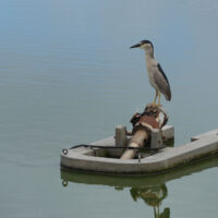 Natural Perch