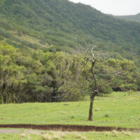 Sad Tree