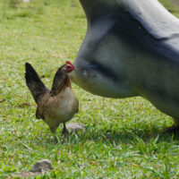 Chicken Bone