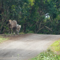 Moo Cows