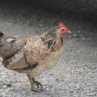 Chicken #75