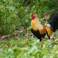 Chicken #76
