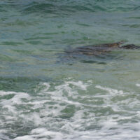 Swimming