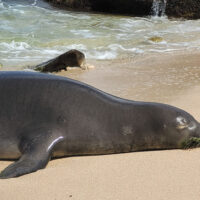 Sealy