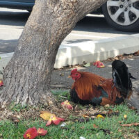 Rooster