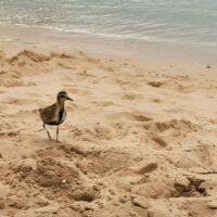 Sandy Bird