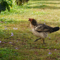 Strut