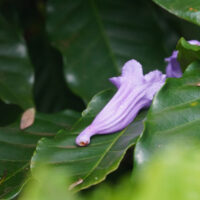 Also Purple