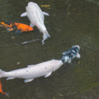 Don't Be Koi