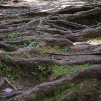 Roots