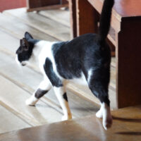 Tuxedo