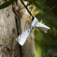 Omikuji