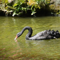 Black Swan