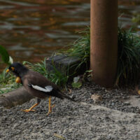 Myna Goiter?
