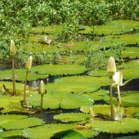 Lily Flower Things