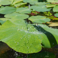 Natural Rain-X