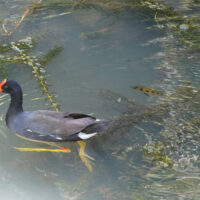 Redbeak