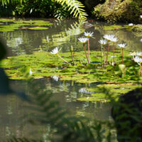Water Flowers