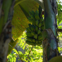 BANANAS