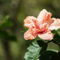 Peachy