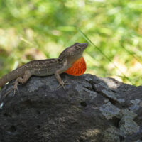 Anole