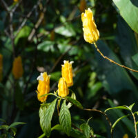 Funky Yellow