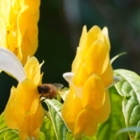 Bee Nice