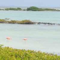 Ground Flamingos