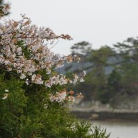 Blossoms