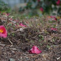 More Flowers
