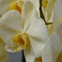 Too Many Orchids