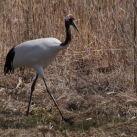Side Strut