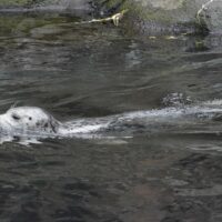 Water Dog