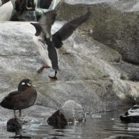 Flap Flap