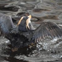 Flap